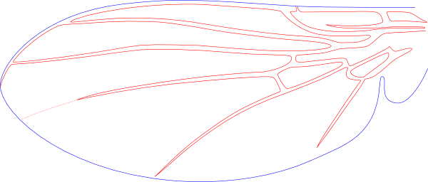Paraphytomyza nitida, wing