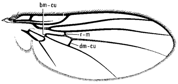 Paraphytomyza nitida, wing