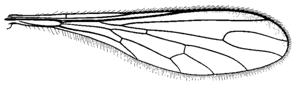 Leptopteromyia americana, wing