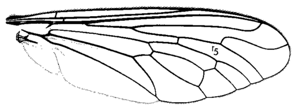 Laphystia sexfasciata, wing