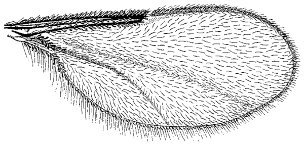 Neolasioptera erigerontis, wing