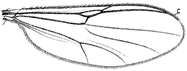 Neurohelea nigra, wing