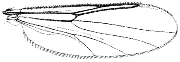 Bezzia setulosa, wing