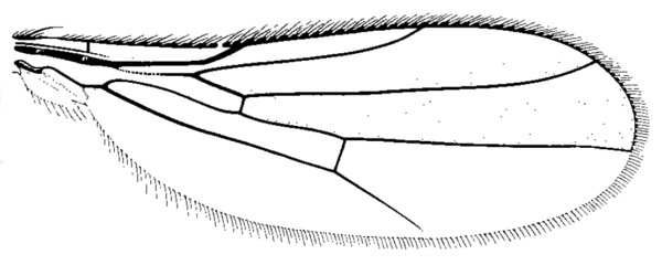 Stenoscinis longipes, wing