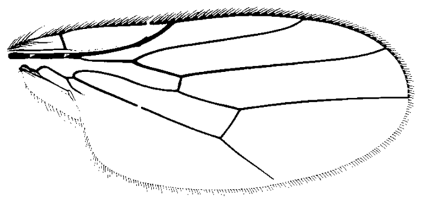 Aphanotrigonum scabrum, wing