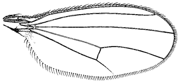 Enlinia magistri, wing