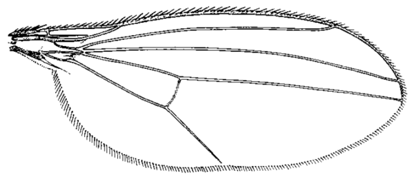 Thrypticus willistoni, wing