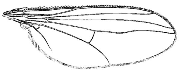 Hercostomus chetifer, wing