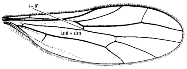 Neoplasta scapularis, wing