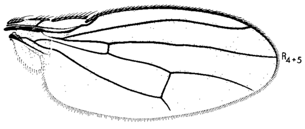 Scatophila cribrata, wing