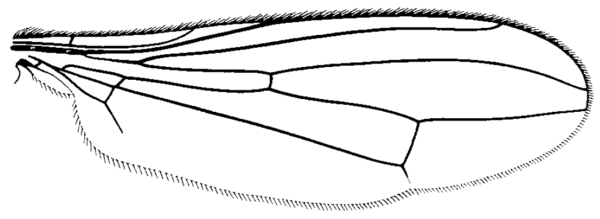 Cnodacophora nasoni, wing