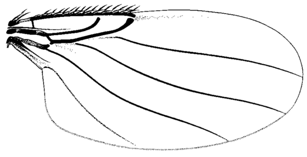 Cataclinusa pachycondylae, wing