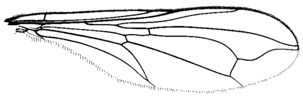 Dorylomorpha exilis, wing