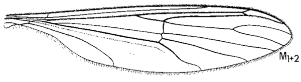Bittacomorpha clavipes, wing
