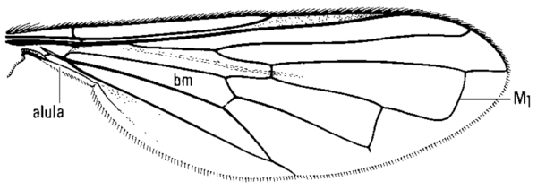 Neoascia distincta, wing