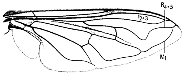 Eristalis tenax, wing