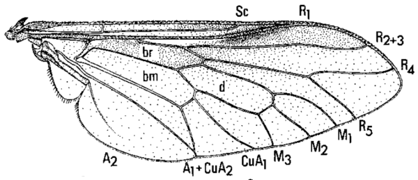 Stonemyia tranquilla, wing