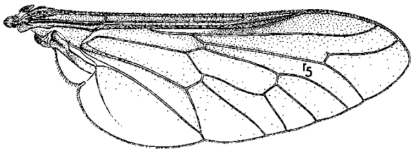 Pilimas californicus, wing
