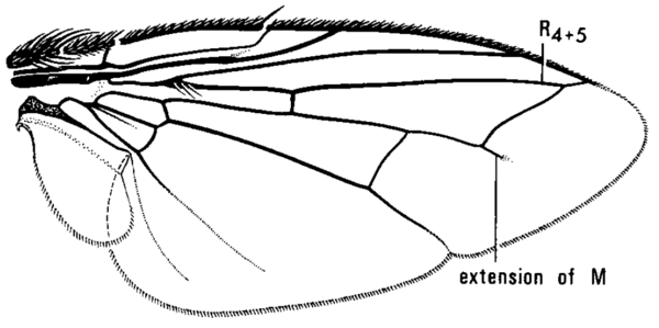 Hesperomyia erythrocera, wing