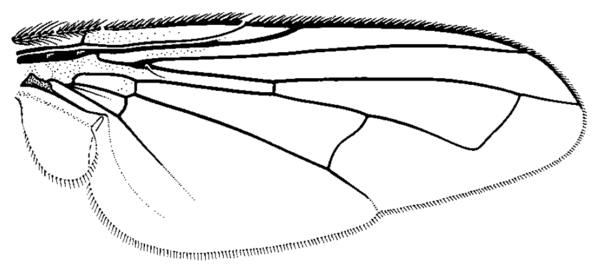 Graphogaster brunnea, wing