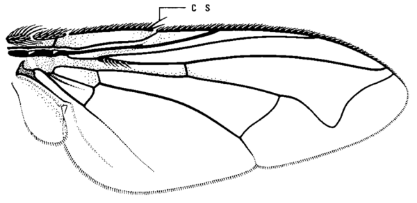 Megapariopsis opaca, wing