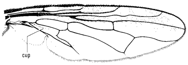 Toxotrypana curvicauda, wing