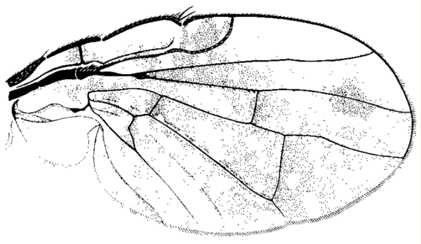 Xanthomyia platyptera, wing