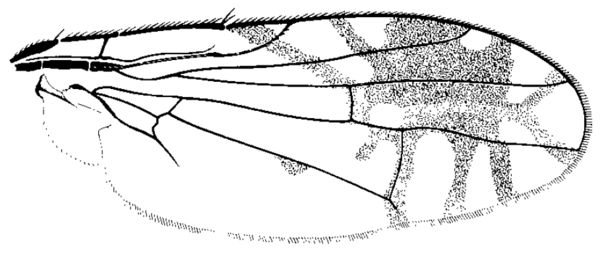 Trupanea actinobola, wing