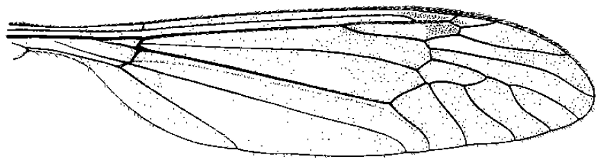 Tipula (Lunatipula) dorsimacula, wing