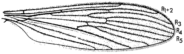 Molophilus (Promolophilus) nitidus, wing