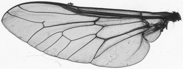 Tabanidae, wing